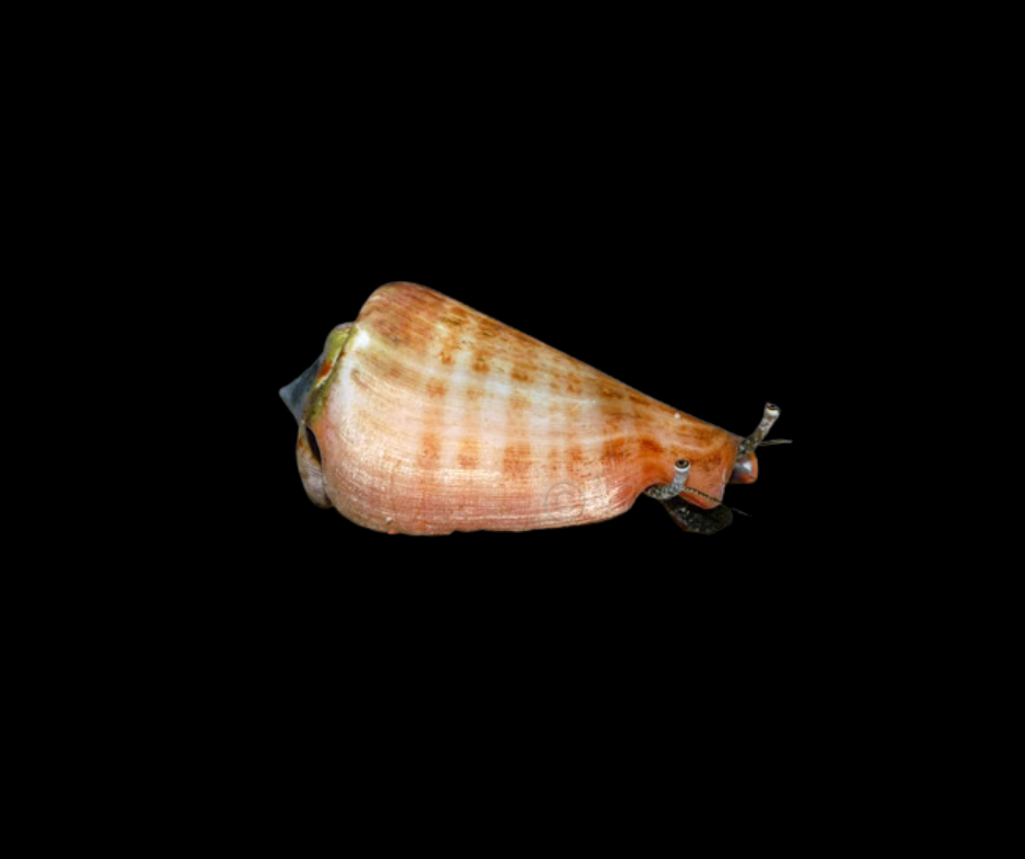 Tiger Sand Snail