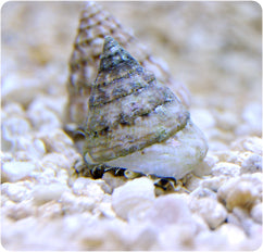 Trochus Snail