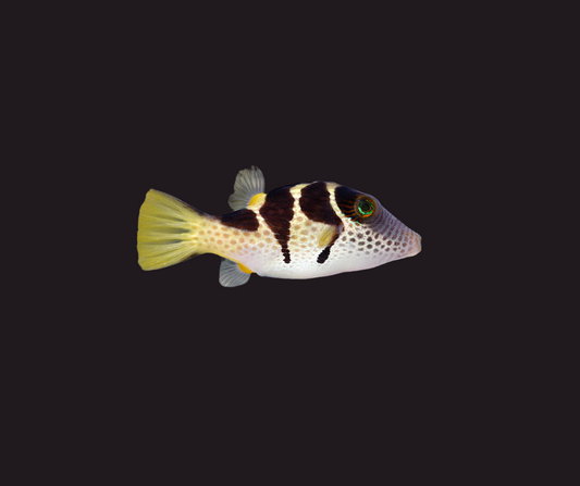 Valentini Puffer-Canthigaster valentini