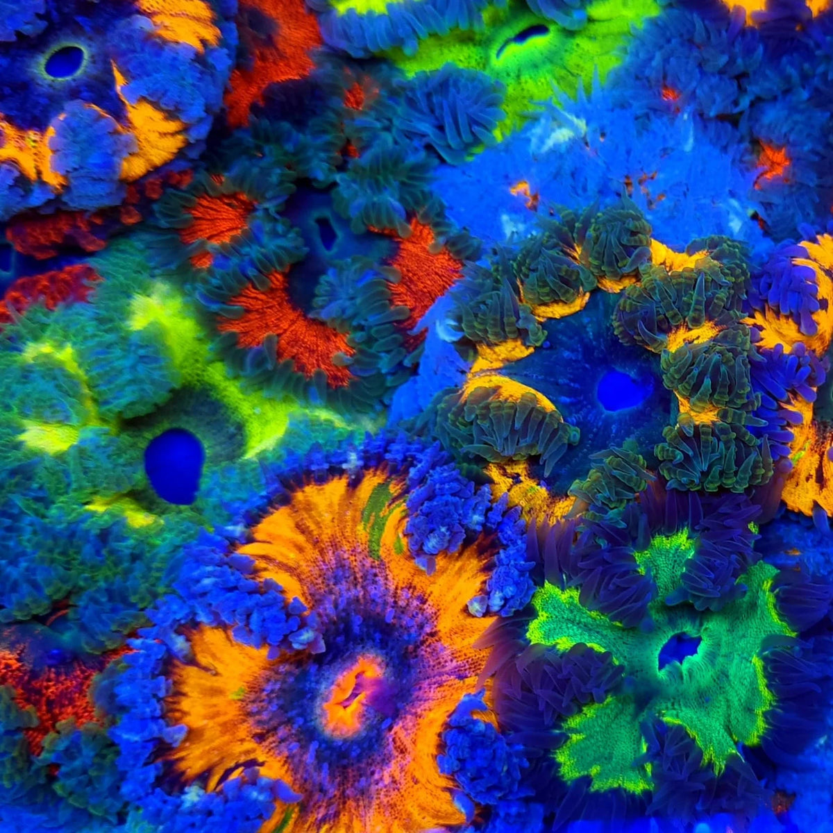 Rock Flower Anemone Ultra (774900)