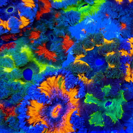 Rock Flower Anemone Ultra (774900)