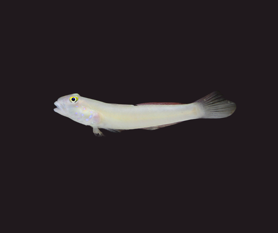 White Sleeper Goby - Valenciennea sexguttata 69165