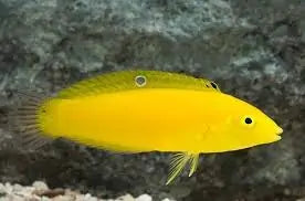 Yellow Coris Wrasse (SKU 9712)