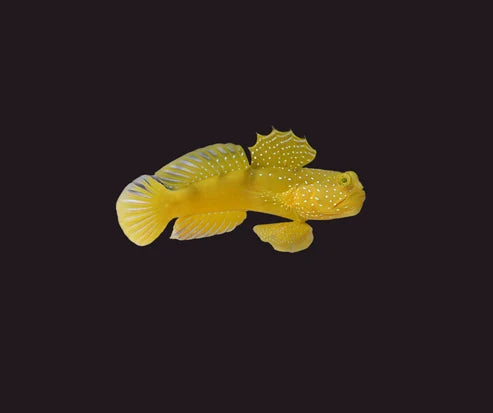 Yellow Watchman - Cryptocentrus cinctus