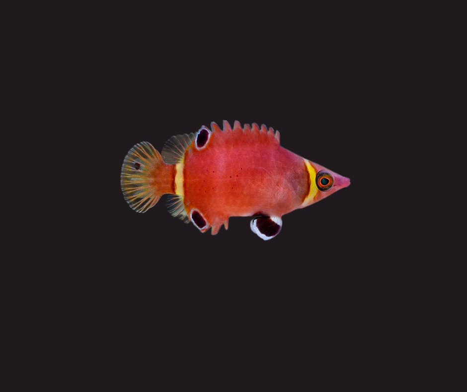 Banded Possum Wrasse (Flatworm Eater) - Wetmorella 698875