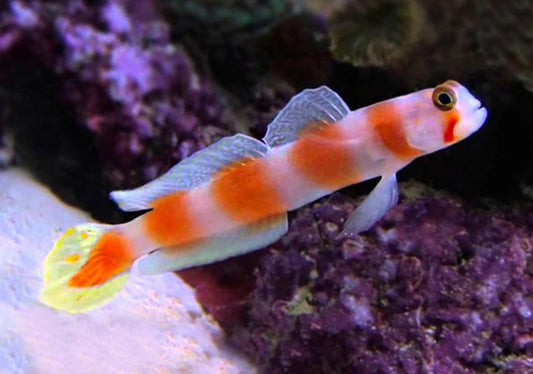 Orange Banded Prawn Goby