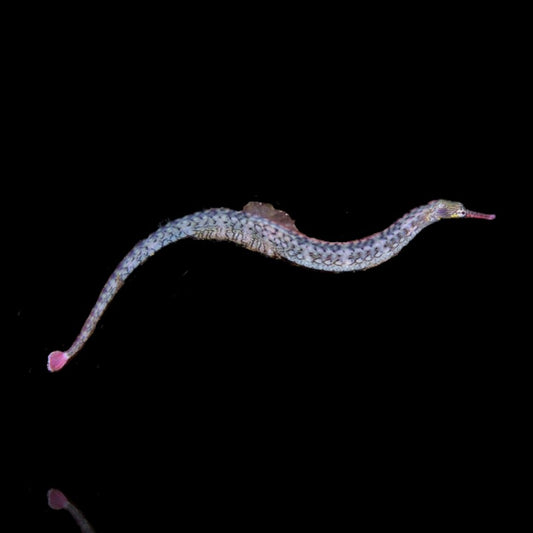 Dragonface Pipefish (SKU 1506)