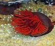 Red Fire Anemone