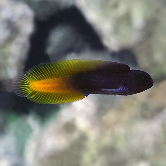 Flame Tail Blenny