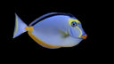 Naso Tang - Naso lituratus SM