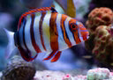 Harlequin Tusk; Juv. - Lienardella fasciata