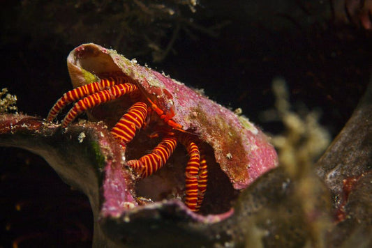 Orange Leg Hermit Crab (Reef Safe) - Ciliopagurus strigatus