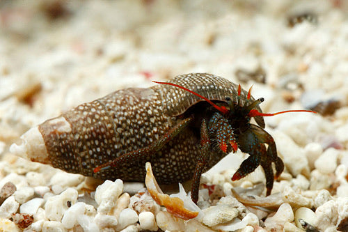 Red Leg Hermit Sea of Cortez (SKU 4807)