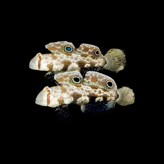 TwinSpot Goby