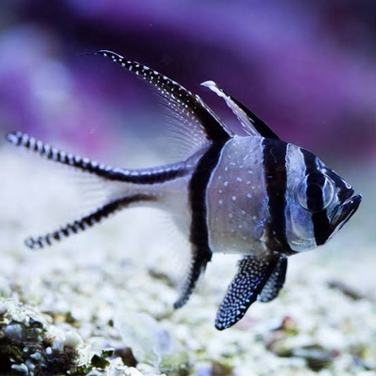 Banggai Cardinal 1"