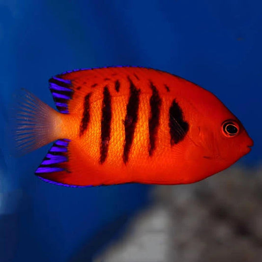 Flame Angel-Centropyge loricula