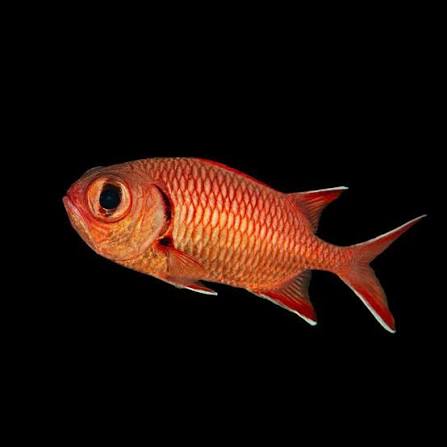 Big eye Soldierfish