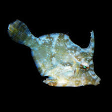 Acreichthys tomentosus (Aiptasia eating Filefish)