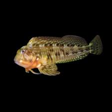 Molly Miller Blenny - Aiptasia eater