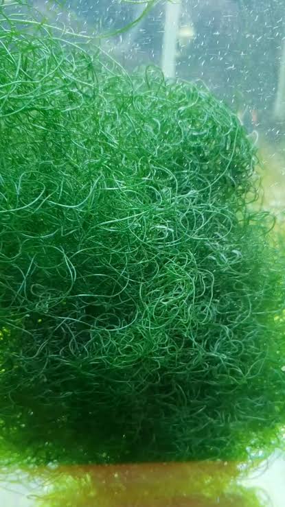 Algae Asst Bunch
