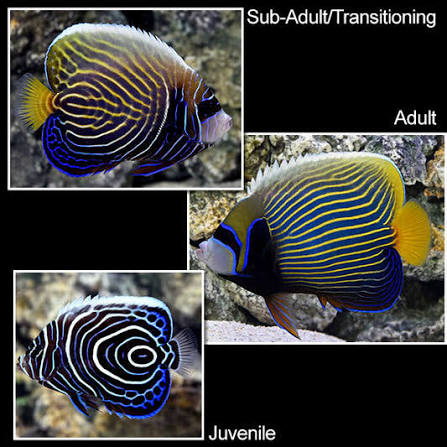 Emperor angelfish XS (Biota)