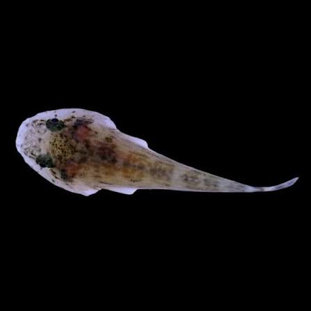 Skilletfish