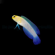 Pearly Jawfish; Atl. - Opistognathus aurifons