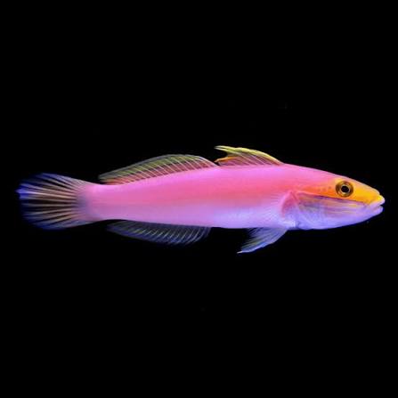 Bella Goby (Valencienna bella)