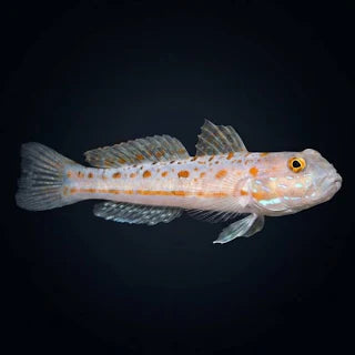 Diamond (Sleeper) Goby