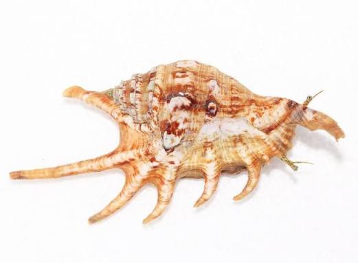 Snail Conch Spider