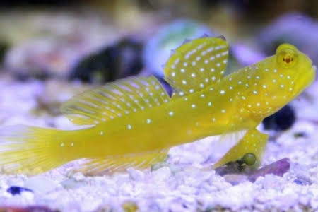 Yellow & Blue Watchman Goby Cryptocentrus cinctus (77500) S