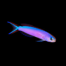 Tilefish Purple