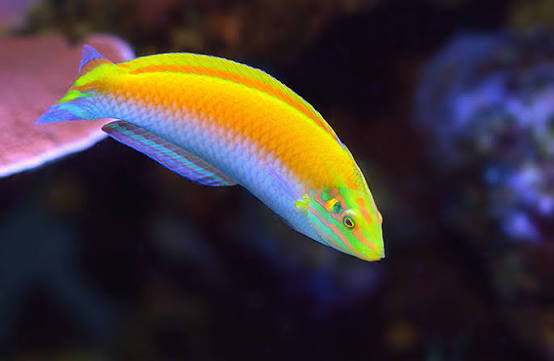 Wrasse Coris Yellow & Purple