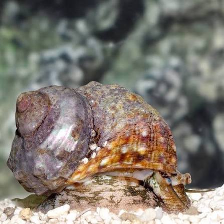 Tropical Turbo Snail