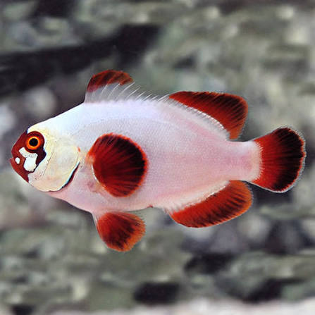 Clown: Maroon; Gold Nugget; C.B (SM)