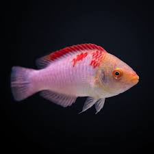 Koi Fairy Wrasse; Male