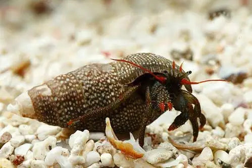 Crab Hermit Red Leg Cortez