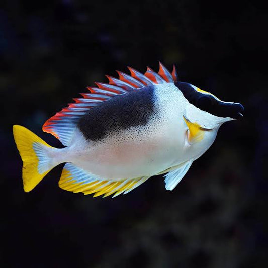 Metallic Foxface - Siganus magnifica