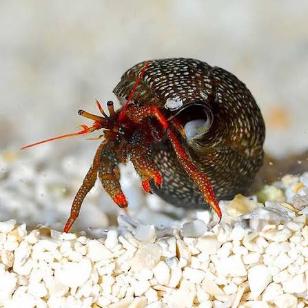 Red Leg Reef Hermit