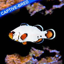 Flurry Captive Bred. - Amphiprion ocellaris (Snowflake)