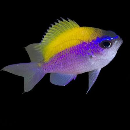Sunshine Chromis Damsel