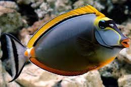 Blonde Naso Tang SM
