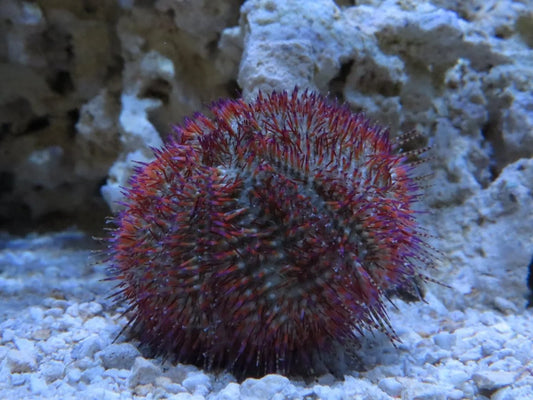 Rose Pink Urchin - Lytechinus variegatus