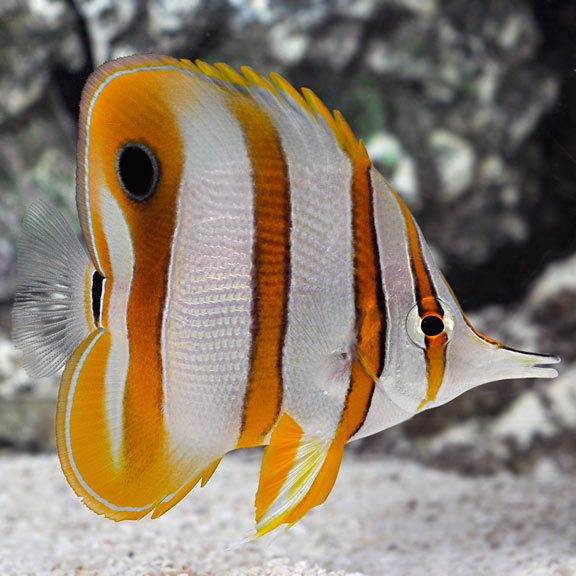 Copperband Butterfly (SKU 77623) Conditioned~