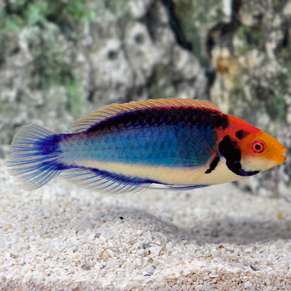 Fairy Solar Wrasse