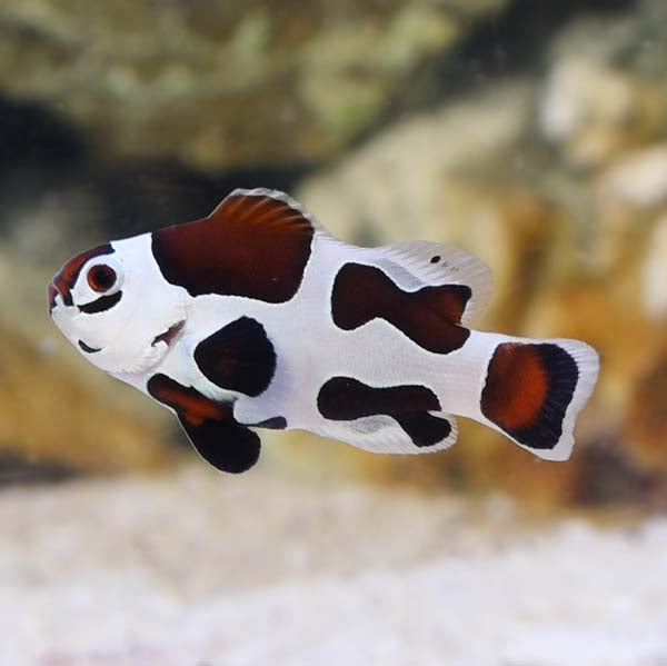 Mocha Storm Clown (5993)