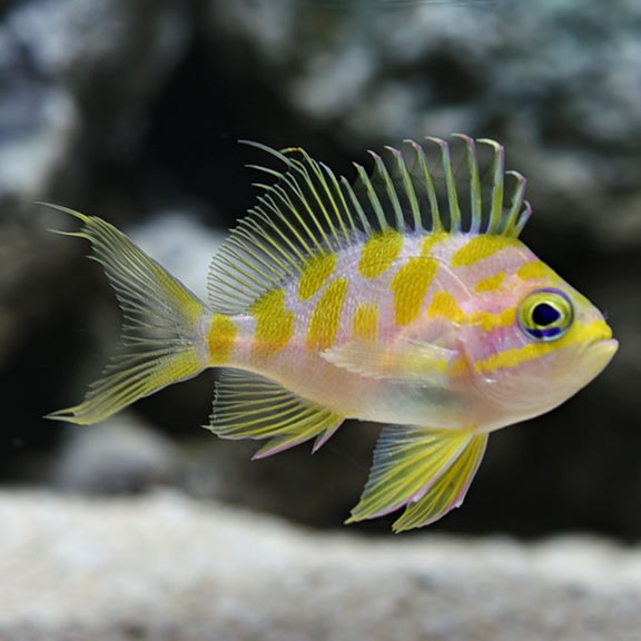 Borbonius Anthis (M) (Odontanthias borbonius)