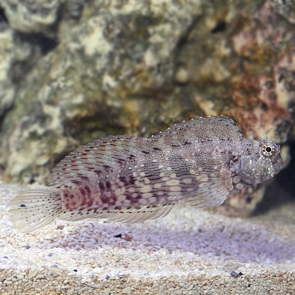 White Algae Blenny Lg