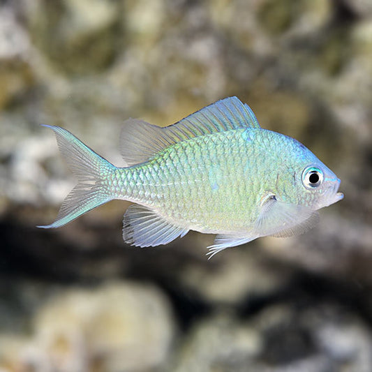 Chromis: Green Md African