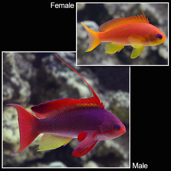 Lyretail Anthias (speudanthias squamipinnis)